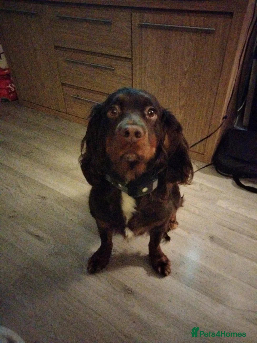 Sprocker dogs for sale: Sprocker in Leicester - Advert 1