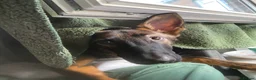 German Shepherd dogs for sale: WORKING LINE CZECH GERMAN SHEPHERD FOR SALE - Advert 2