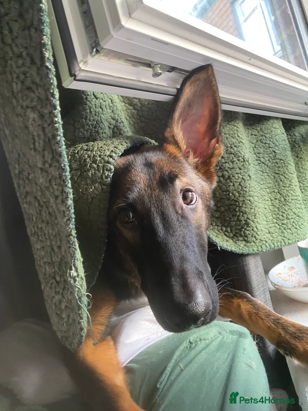 German Shepherd dogs for sale: WORKING LINE CZECH GERMAN SHEPHERD FOR SALE - Advert 2