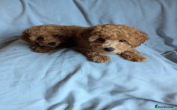Toy Poodle dogs for sale: Tiny Red Toy Poodles Available now - Image 6