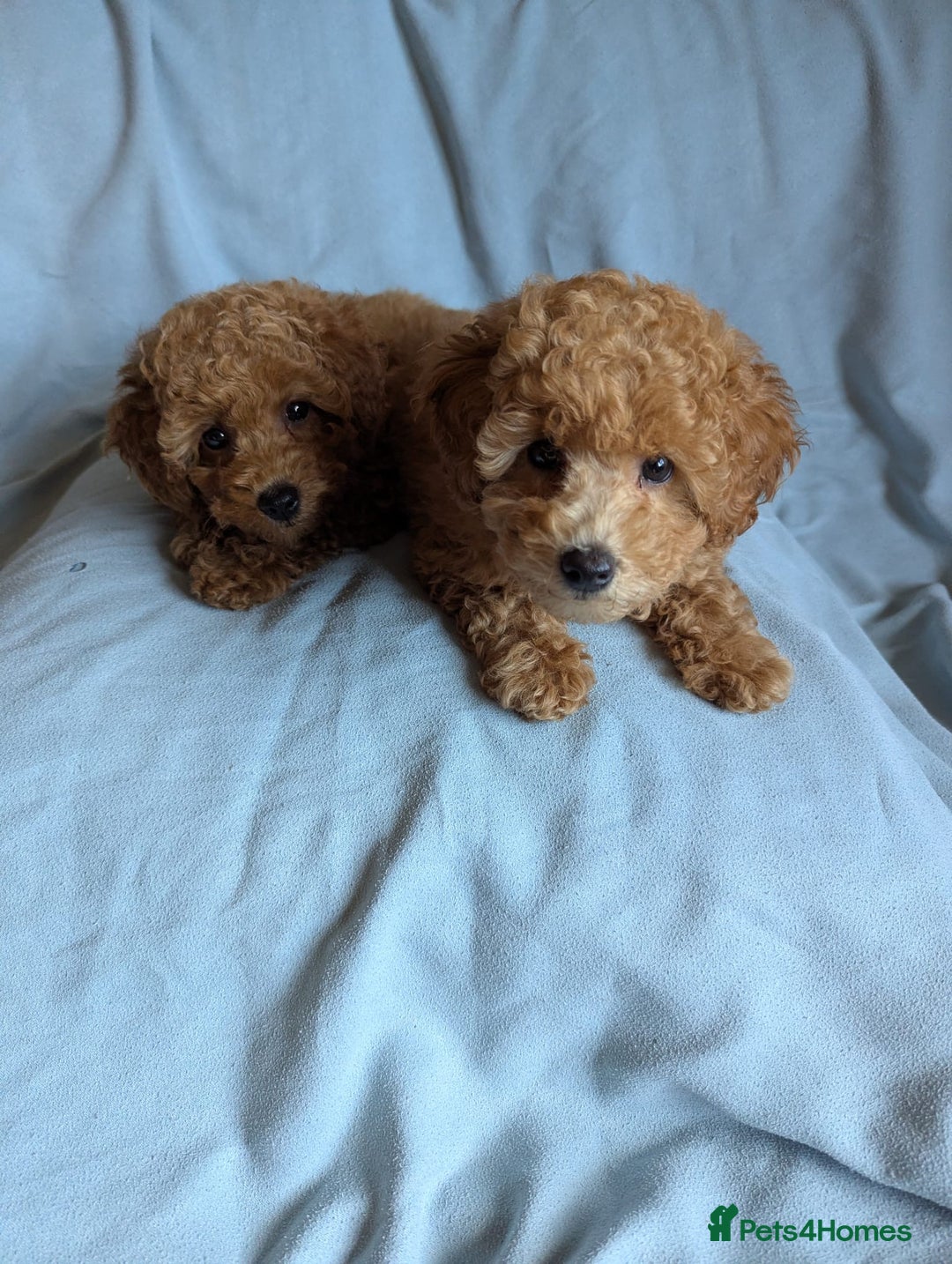 Toy Poodle dogs for sale: Tiny Red Toy Poodles Available now - Image 6