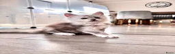 Maine Coon cats for sale:     🌟🌟Amazing Kittens Maine Coon 🌟🌟 - Advert 25