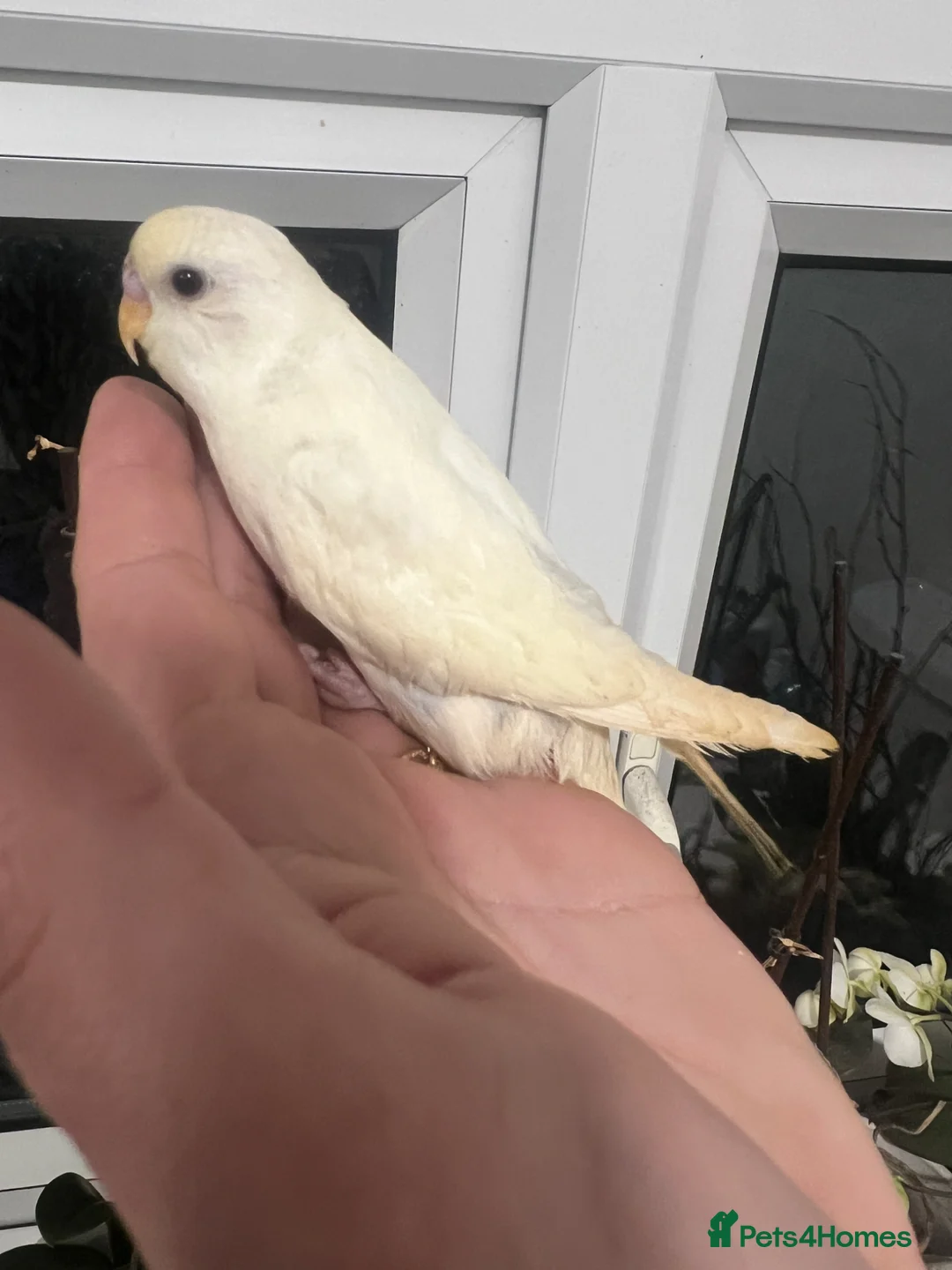 Budgerigars birds for sale: Hand reared baby budgies for sale - Advert 4
