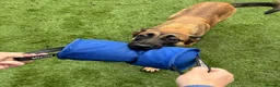 Belgian Shepherd Dog dogs for sale: 8 Month Old Mali/Dutch Female Pup BRN 56036 - Advert 12