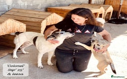 Mixed Breed dogs for adoption: Colonel, 5 yrs approx. Available for adoption  - Image 14