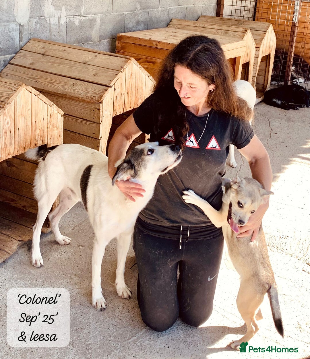 Mixed Breed dogs for adoption: Colonel, 5 yrs approx. Available for adoption  - Image 14