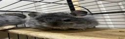 Chinchilla rodents for sale: RPA (Angoran) Handsome Chinchilla Brothers  - Advert 4