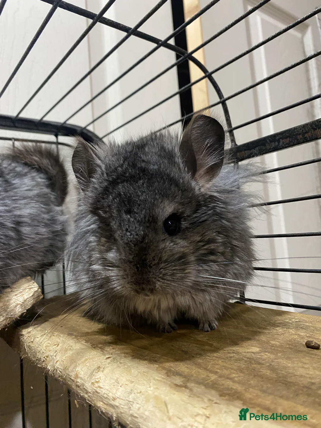 Chinchilla rodents for sale: RPA (Angoran) Handsome Chinchilla Brothers  - Advert 4