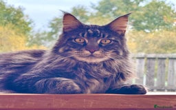 Maine Coon cats for sale: Beautiful Maine Coon Male - Image 1