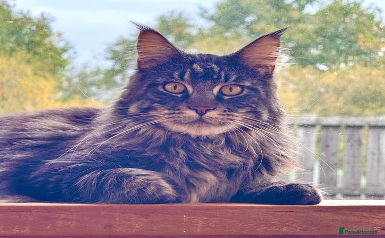 Maine Coon cats - Advert 9