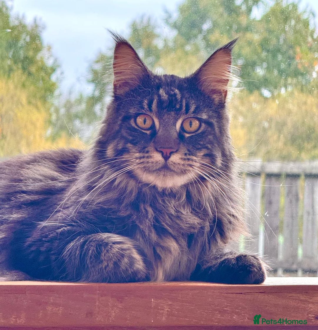 Maine Coon cats for sale: Beautiful Maine Coon Male - Image 1