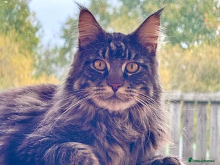 Maine Coon cats - Advert 30