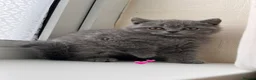 Scottish Fold cats for sale: Lovely Scottish fold/straight Kittens  - Advert 9
