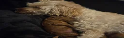 Cavapoochon dogs for sale: Beautiful F1B Toy Cavapoochon Puppies - Advert 29