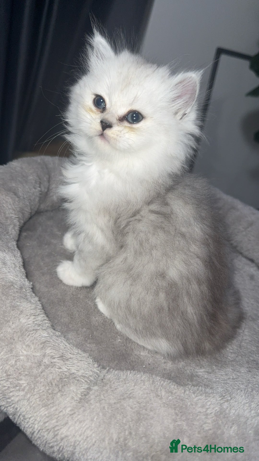 Persian cats for sale: Persian chinchilla kittens  - Advert 37