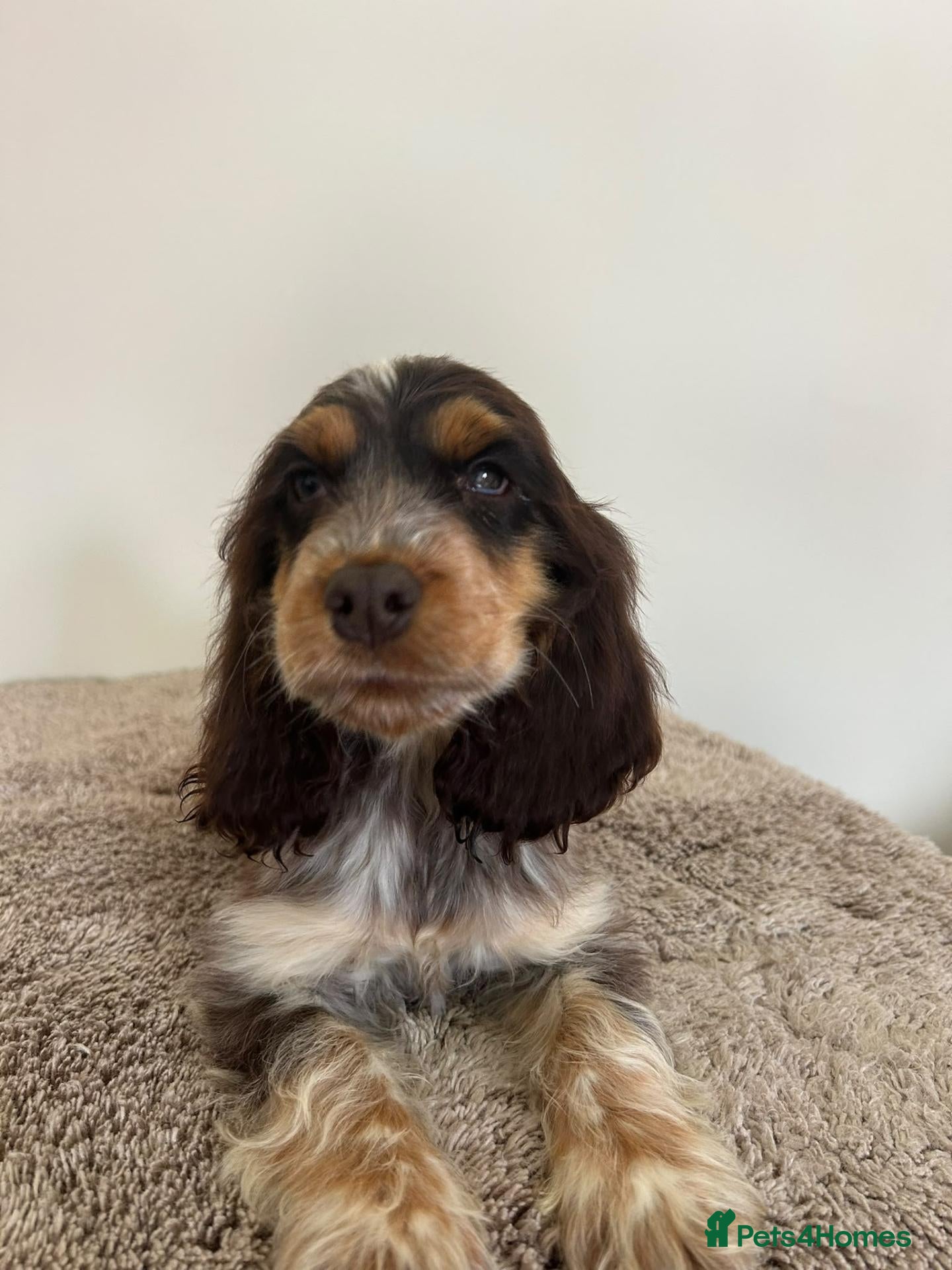 Cocker Spaniel dogs Kc registered show type spaniels  - Advert 2