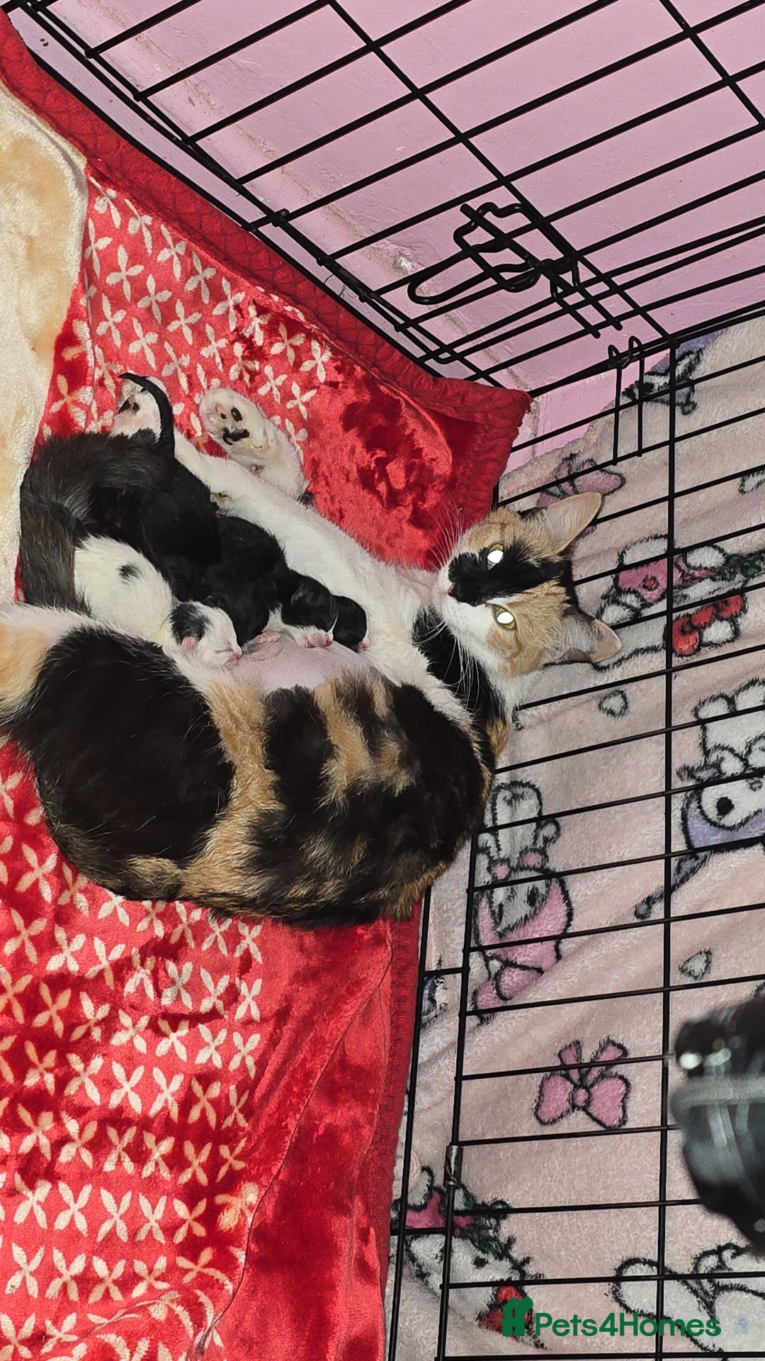 Mixed Breed cats for sale: Beautiful Mixed breed kittens  in Dartford - Image 2