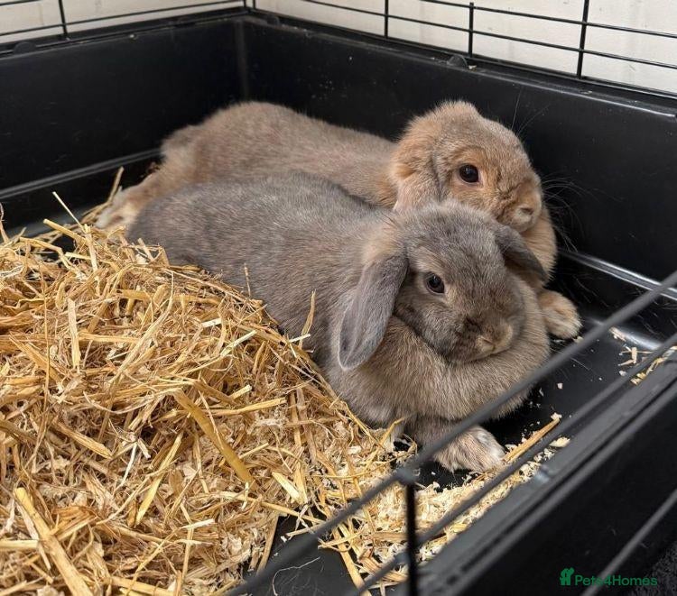 Mini Lop rabbits Vaccinated Mini Lops – Loving Homes Wanted - Advert 2