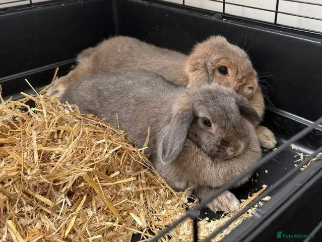 Mini Lop rabbits for sale: Vaccinated Mini Lops – Loving Homes Wanted - Advert 2