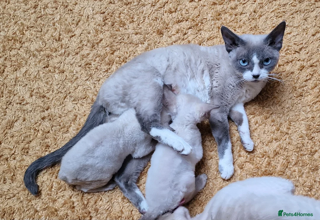 Devon Rex cats for sale: 💖 Pedigree Devon Rex Kitten 💖 - Advert 7