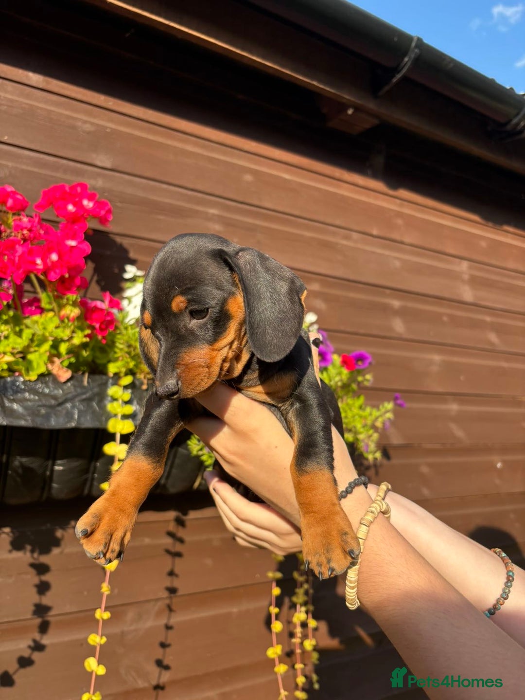 Dachshund dogs for sale: Gorgeous little Dachshund pups - Image 14