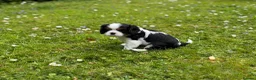 Cavalier King Charles Spaniel dogs for sale: Cavalier King Charles Spaniel Puppies - Advert 11