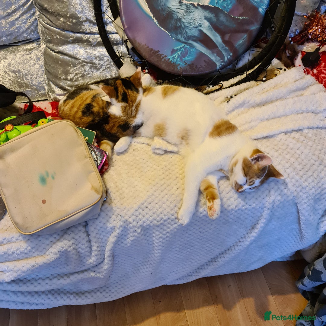 British Shorthair cats for sale: My boy looking for home - Advert 5