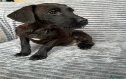 Mixed Breed dogs for sale: Adorable spaniel cross babies - Image 3
