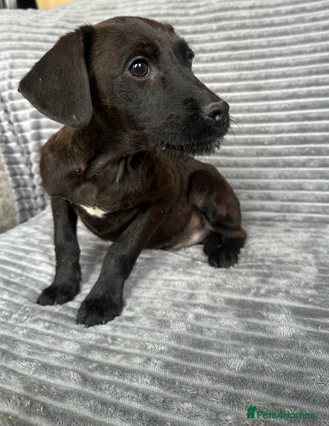 Mixed Breed dogs for sale: Adorable spaniel cross babies - Image 3