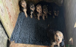 Lakeland Terrier dogs for sale: Lakeland terrier puppies - Image 23