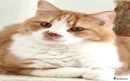Mixed Breed cats for adoption: Pumpkin - Image 1