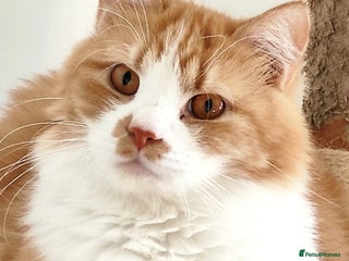 Mixed Breed cats - Advert 8