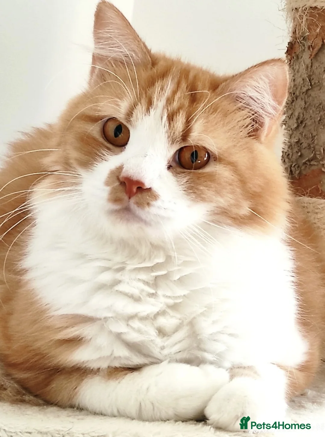 Mixed Breed cats for adoption: Pumpkin - Advert 1