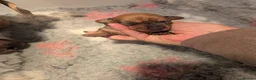Miniature Dachshund dogs for sale: Beautiful Miniature Dachshund Puppies   - Advert 9