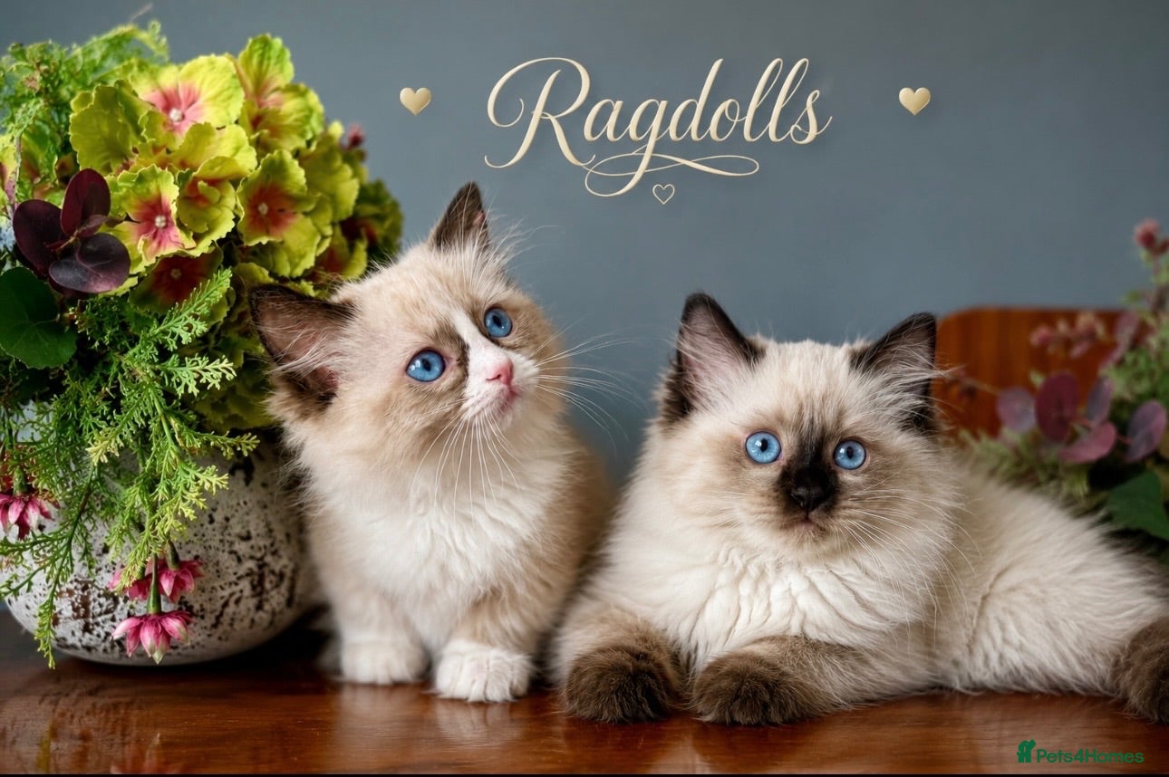 Ragdoll cats Stunning  ragdoll kittens - Advert 14