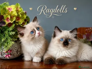 Ragdoll cats Stunning ragdoll kittens - Advert 14