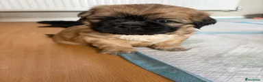 Shih Tzu 1