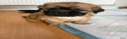 Shih Tzu dogs for sale: Ready now - Beautiful Shih Tzu puppies - Advert 21