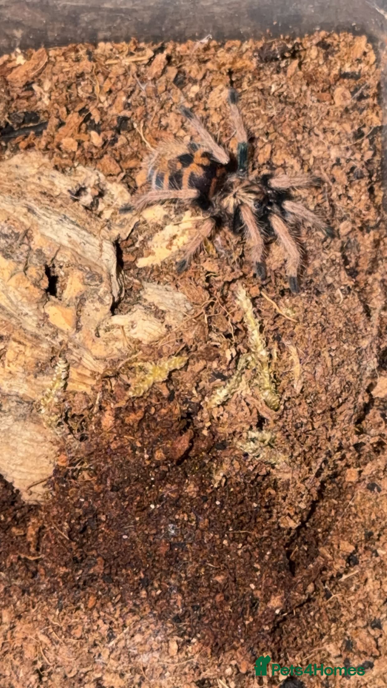 Tarantulas invertebrates Green bottle blue sling - Advert 8