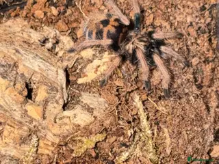 Tarantulas invertebrates Green bottle blue sling - Advert 8