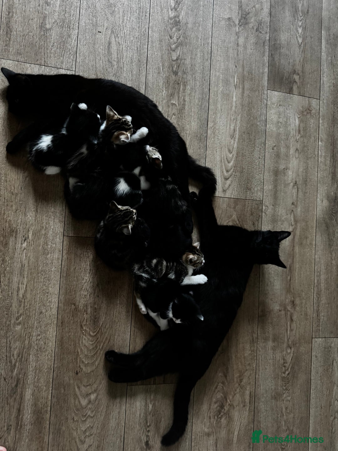 Mixed Breed cats for sale: 3 lovley kittens for sale - Image 4