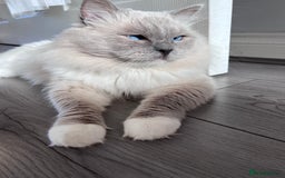 Ragdoll cats for sale: Unique patterned fluffy Ragdoll kittens - Image 34