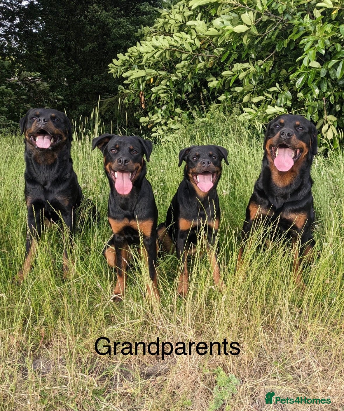 Rottweiler dogs 🐾 KC REGISTERED ROTTWEILER PUPS  - Advert 2