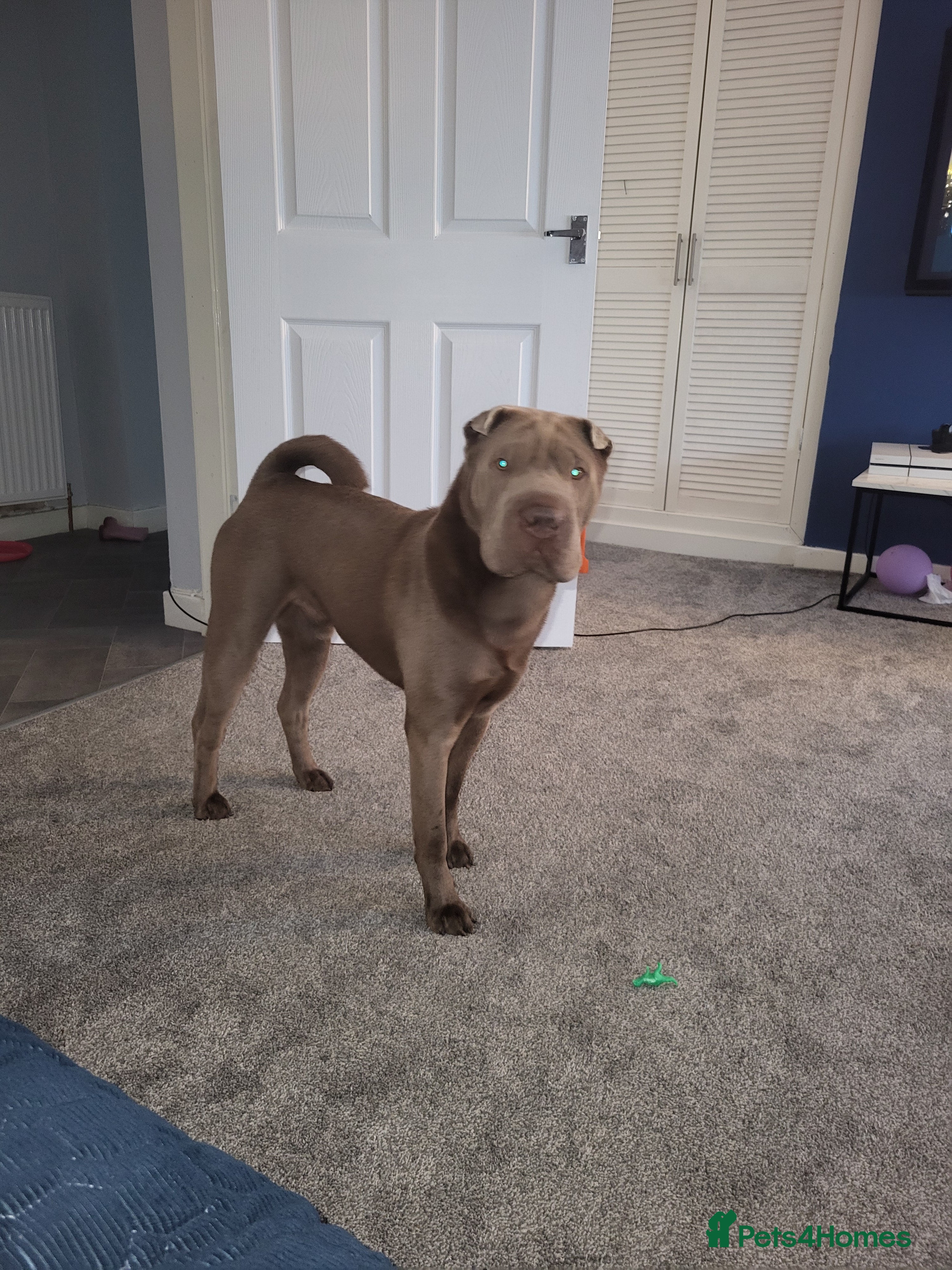 Shar Pei dogs for stud: kc lilac/fawn dilute - Advert 6
