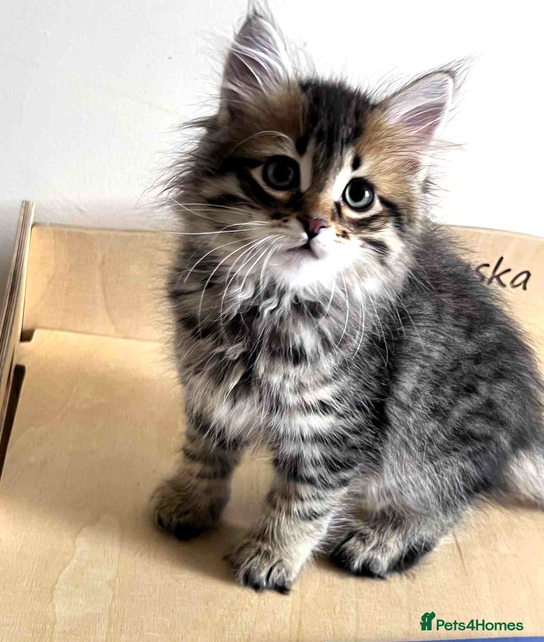 Siberian cats for sale: Beautiful purebred Siberian kittens-Hypoallergenic - Image 19