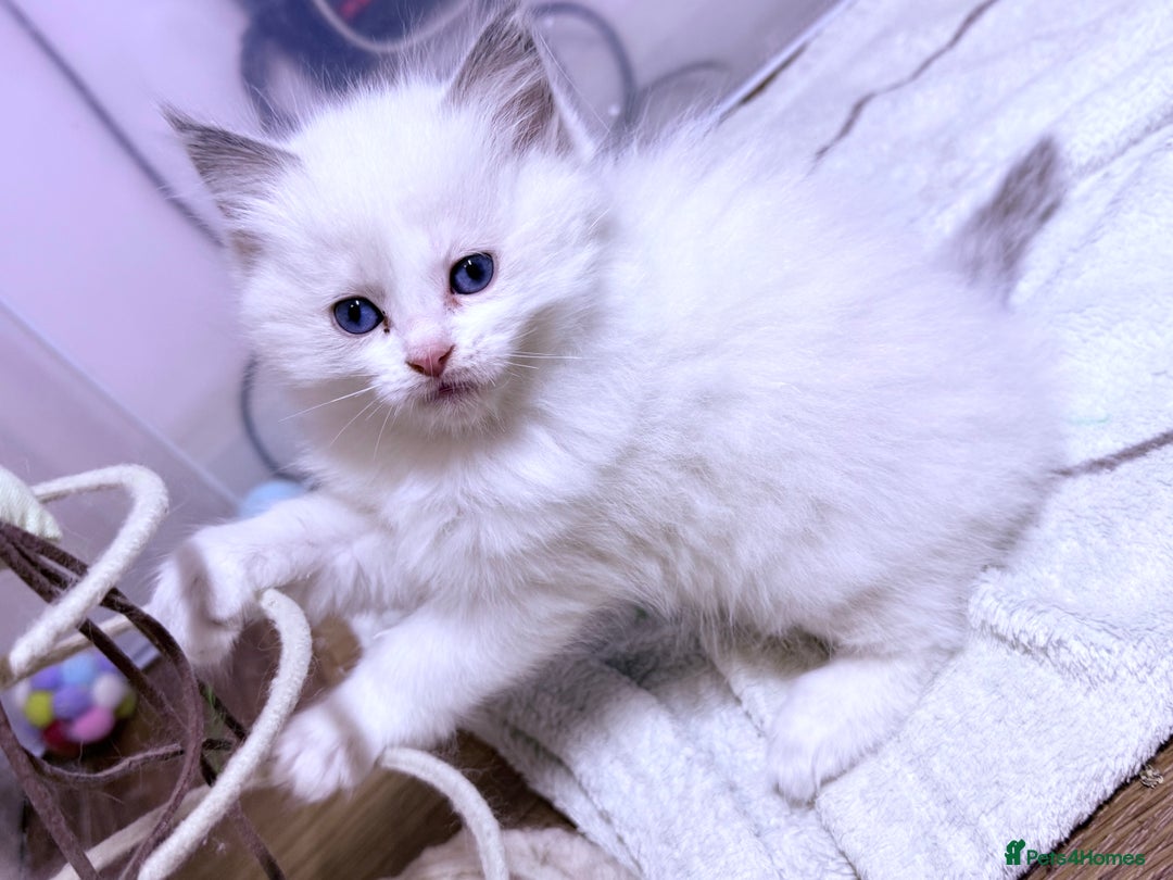 Ragdoll cats for sale: 💕🏅GCCF reg. Champ blood Beautiful Ragdolls 🏅💕 - Advert 13