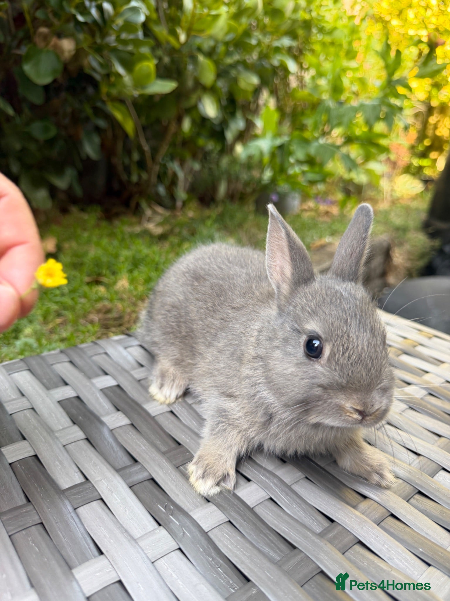 Netherland Dwarf rabbits   Ready for new home Purebred Netherland Dwarf  - Advert 2