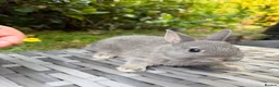 Netherland Dwarf rabbits for sale:   Ready for new home Purebred Netherland Dwarf  - Advert 2
