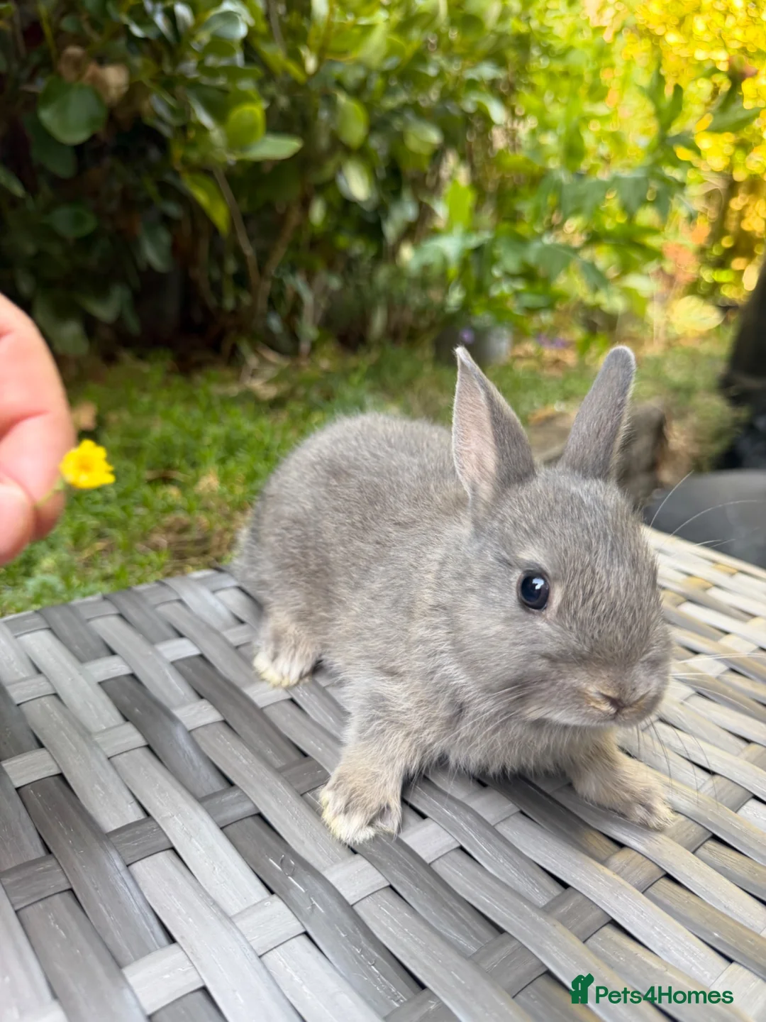 Netherland Dwarf rabbits for sale:   Ready for new home Purebred Netherland Dwarf  - Advert 2