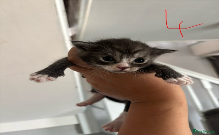 Ragcoon cats - Advert 1